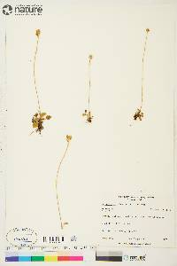 Parnassia kotzebuei image