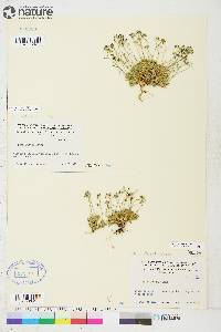 Draba lactea image