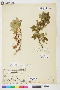 Ribes glandulosum image