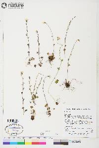 Saxifraga cernua image