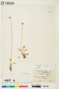 Parnassia kotzebuei image