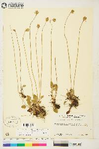 Parnassia kotzebuei image