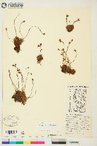 Saxifraga sileneflora image