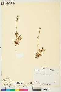 Saxifraga cespitosa image