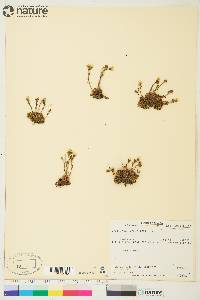 Saxifraga cespitosa image