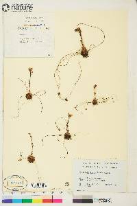 Saxifraga platysepala image