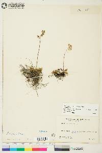 Saxifraga reflexa image