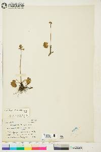 Micranthes nelsoniana subsp. nelsoniana image