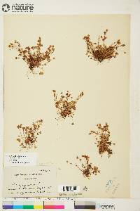 Saxifraga rivularis image