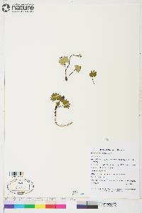 Saxifraga nelsoniana image