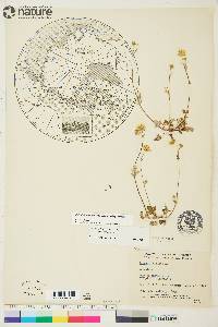 Potentilla arenosa subsp. arenosa image