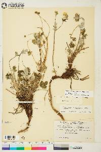 Potentilla arenosa subsp. arenosa image