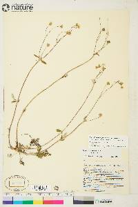 Potentilla arenosa subsp. arenosa image