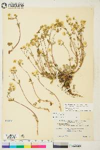 Potentilla arenosa image