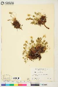 Potentilla biflora image