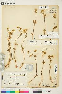 Potentilla arenosa image