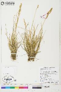 Poa hartzii image