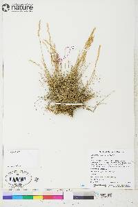 Poa hartzii image