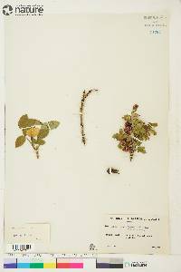 Rosa acicularis image