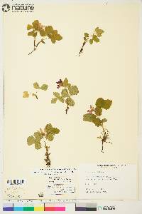 Rubus arcticus image