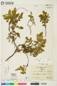 Rosa acicularis image