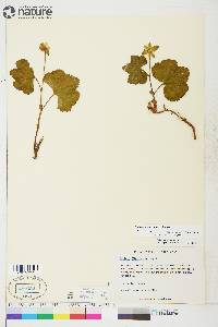 Rubus chamaemorus image