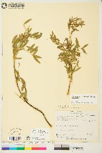 Astragalus williamsii image