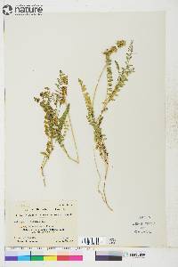 Astragalus alpinus image