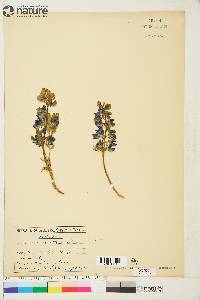 Lupinus arcticus image