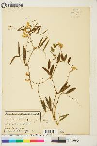 Lathyrus palustris image