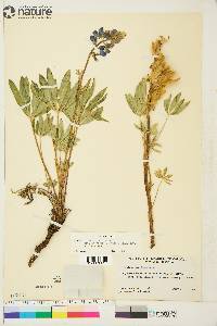 Lupinus arcticus image