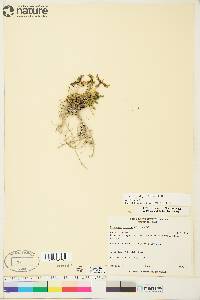 Oxytropis arctica image