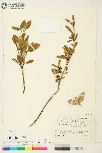 Shepherdia canadensis image