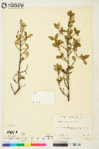 Shepherdia canadensis image