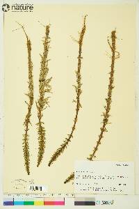 Hippuris vulgaris image