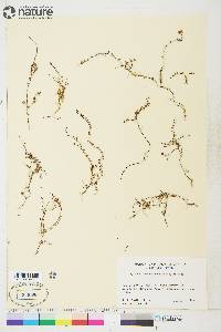 Oxycoccus microcarpus image