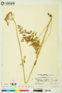 Conioselinum cnidiifolium image