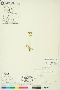 Bupleurum americanum image