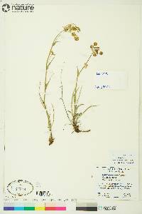 Bupleurum americanum image