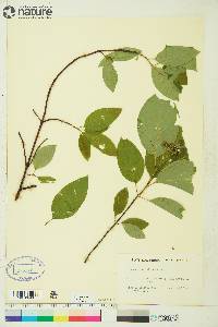 Cornus sericea subsp. sericea image