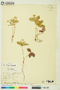 Cornus canadensis image