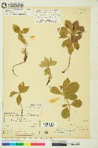 Cornus canadensis image