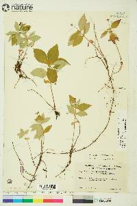 Cornus canadensis image