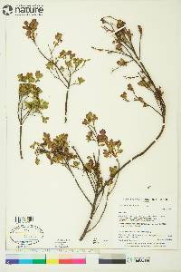 Vaccinium uliginosum image