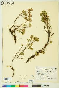 Vaccinium uliginosum image