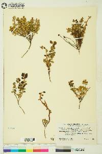 Vaccinium vitis-idaea subsp. minus image