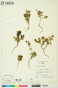 Vaccinium vitis-idaea image