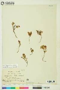 Vaccinium vitis-idaea image