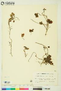 Vaccinium vitis-idaea image