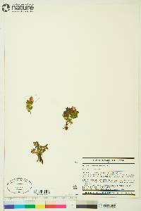 Vaccinium vitis-idaea image